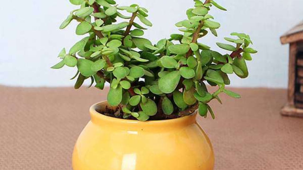 ফেংশুই অনুযায়ী, জেড প্ল্যান্ট সৌভাগ্য ও ইতিবাচক শক্তির আতুঁড়ঘর। জেড বৃদ্ধি ও পুনর্জন্মের প্রতীক। এই গাছের পাতার সঙ্গে জেড পাথরের মিল পাওয়া যায়। বাড়িতে বা অফিসে রাখতে পারেন। তবে ভুলেও শৌচাগারে এই গাছ রাখবেন না।