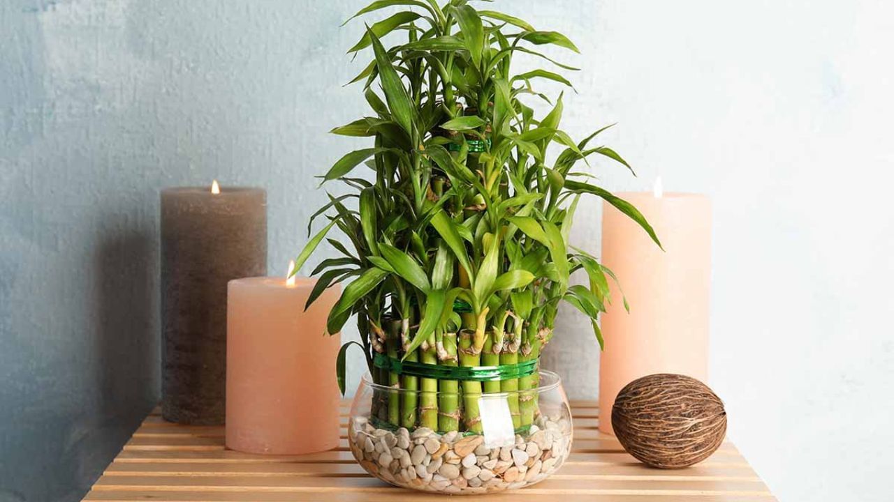 বাম্বু গাছ, বাস্তু এবং ফেংশুই দুই মতেই সৌভাগ্য ও সমৃদ্ধির প্রতীক। ফেংশুই মতে, সম্পদের জন্য এই গাছের পাঁচটি ডাল, সৌভাগ্যের জন্য ছ’টি ডাল, স্বাস্থ্যের জন্য সাতটি ডালপালা প্রয়োজন। বাড়িত পূর্ব দিকে এই গাছ রাখা ভাল।