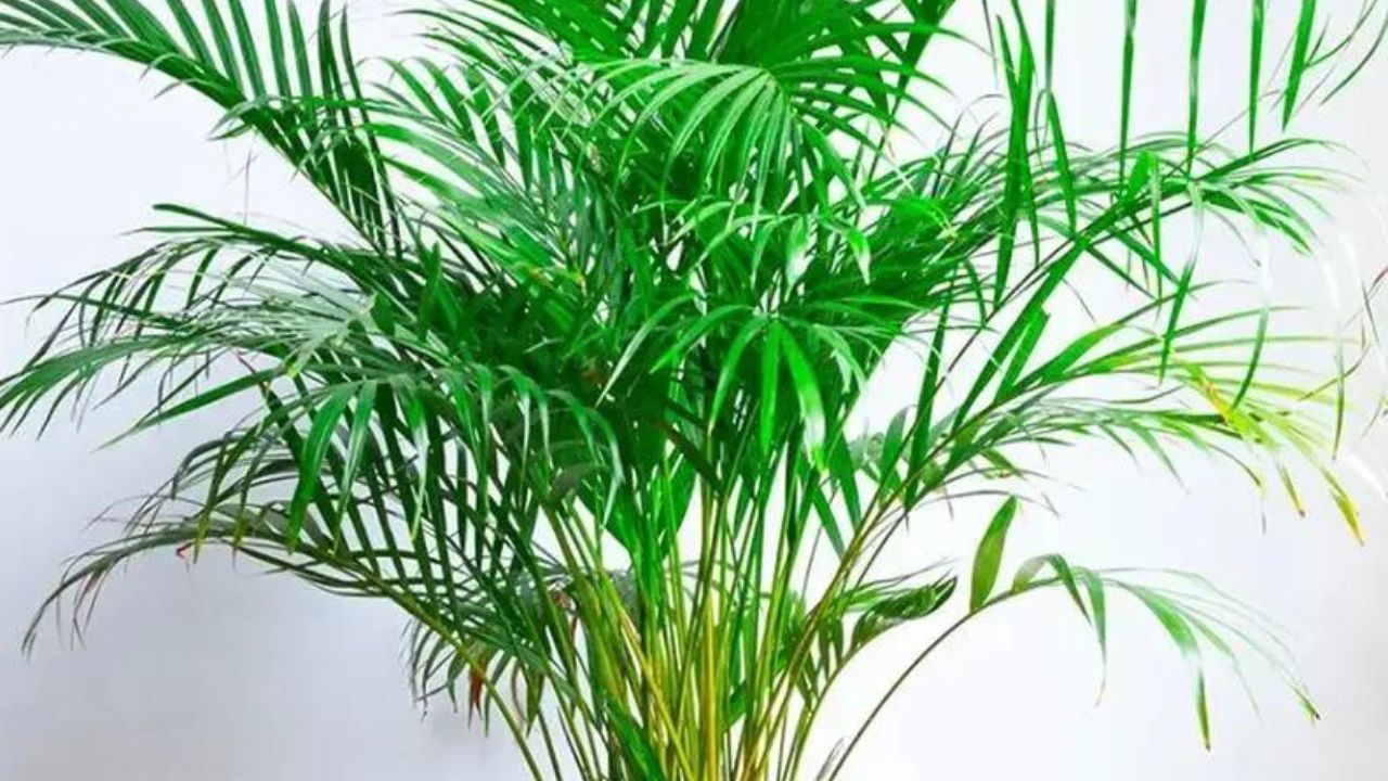 ফেংশুই মতে এরিকা পাম গাছ স্বাস্থ্য, শান্তি ও সমৃদ্ধির প্রতীক। ঘরের যে কোনও কোণায় অল্প সূর্যের আলোতেই বেড়ে উঠতে পারে এই গাছ। বাতাসে আর্দ্রতার পরিমাণ ঠিক রাখতে ও বাতাস পরিশুদ্ধ করতেও খুব উপকারী এরিকা পাম গাছ।