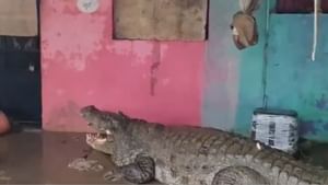 Crocodile: বাড়ির চালে ওৎ পেতে বসে কুমীর! রান্নাঘরেও বিন্দাস ঘুরে বেড়াচ্ছে ১৫ ফুটের কুমীর