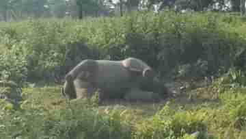 Alipurduar: শরীরে ধরেছে পচন, চা বাগানের মধ্যে থেকে হস্তিশাবকের দেহ উদ্ধার