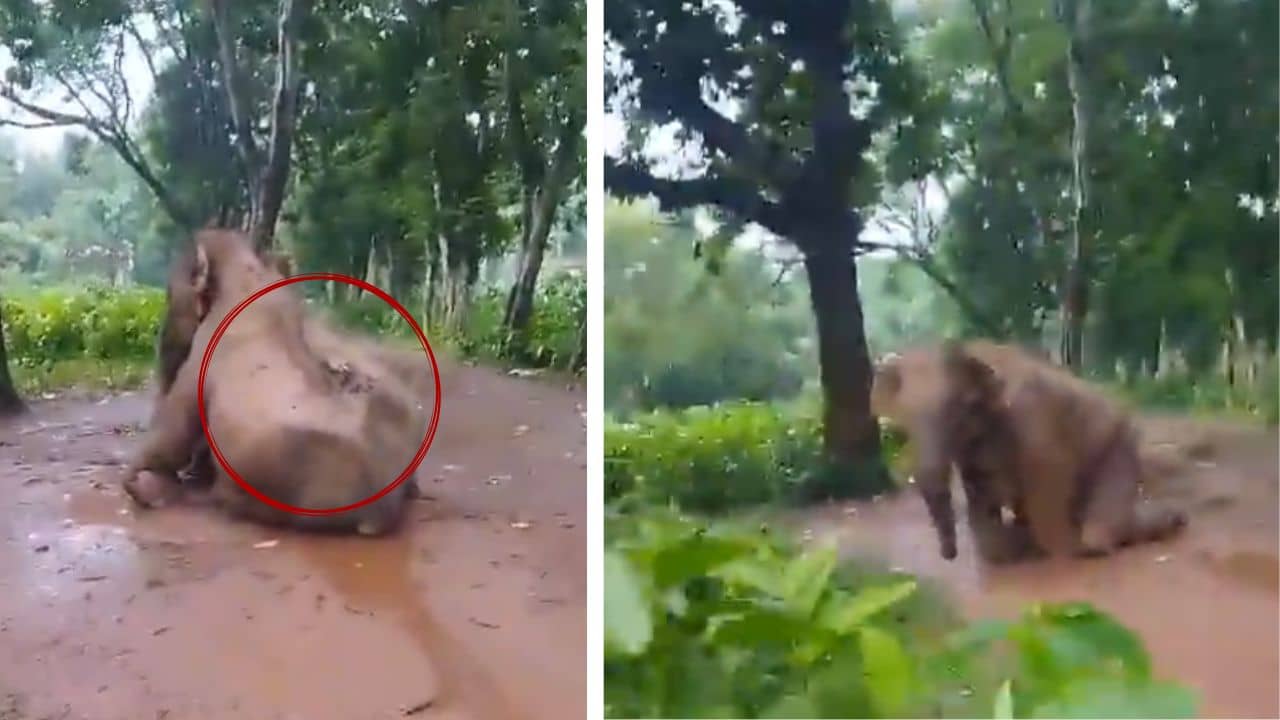 VIDEO: লোকালয়ে ঢুকে পড়ার শাস্তি! বর্শা দিয়ে খুঁচিয়ে, আগুনের গোলা ছুড়ে মেরে ফেলা হল হাতিকে, চরম অমানবিকতা ঝাড়গ্রামে