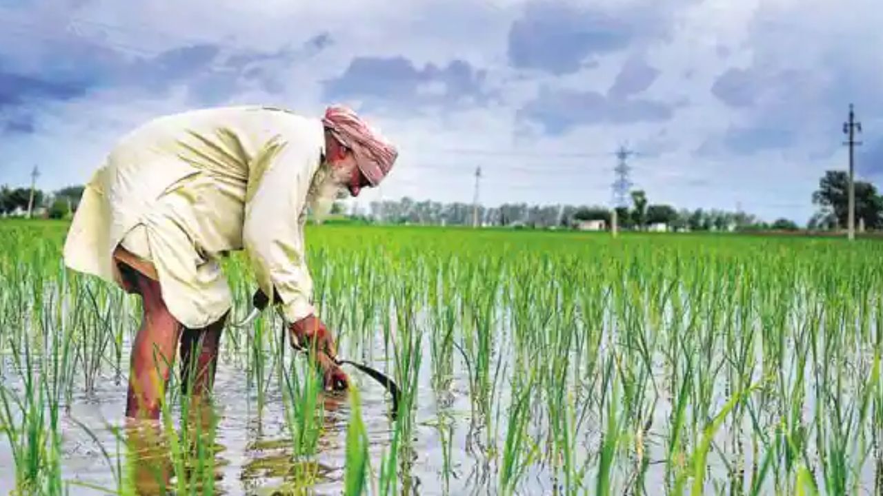 ধান জমিতে মিলছে হিরে! কপাল খুলেছে ৪২ চাষির