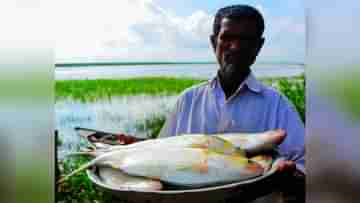 Bangladesh Hilsa: ভারতে বন্ধ পদ্মার ইলিশ! কড়া বার্তা নয়া বাংলাদেশি উপদেষ্টার