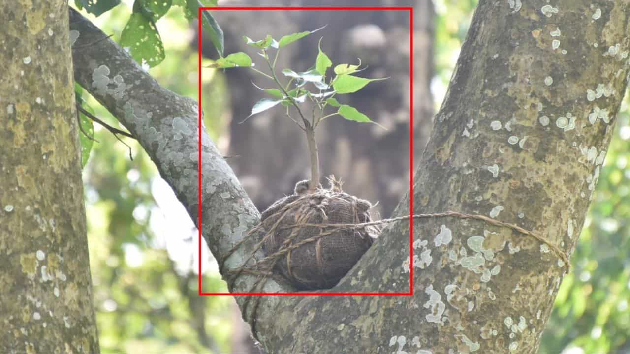 Jaldapara: জলদাপাড়ায় নিজেদের প্রাণ নিজেরাই বাঁচাচ্ছে গাছেরা