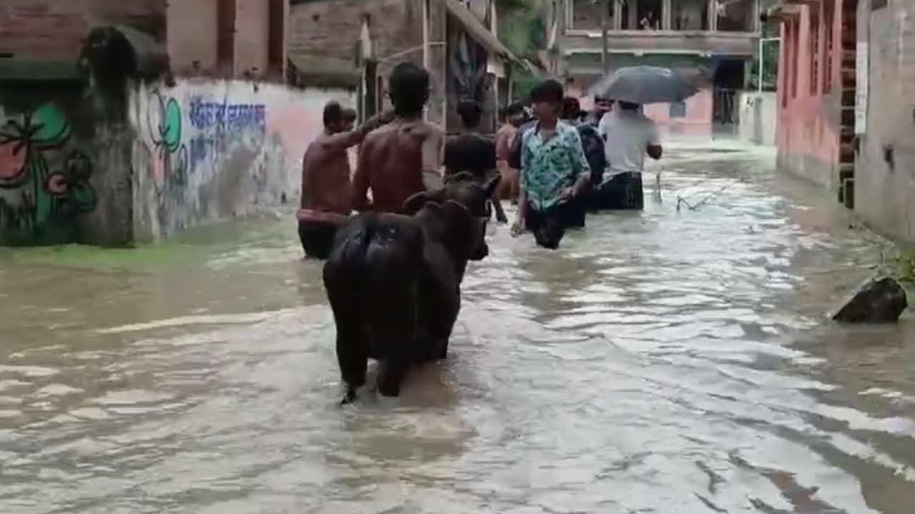 Katwa: বাড়ছে জলস্তর, বাড়ি ছেড়ে গরু-মোষ সব নিয়ে পালাচ্ছেন এলাকাবাসী