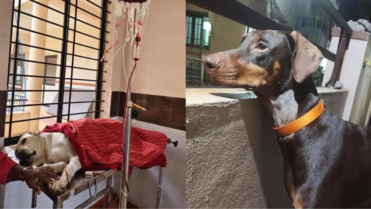 হি-ম্যান ভৈরব, রক্ত দিয়ে ল্যাব্রাডরের প্রাণ বাঁচাল ডোবারম্যান, বাহবা নেটিজেনদের