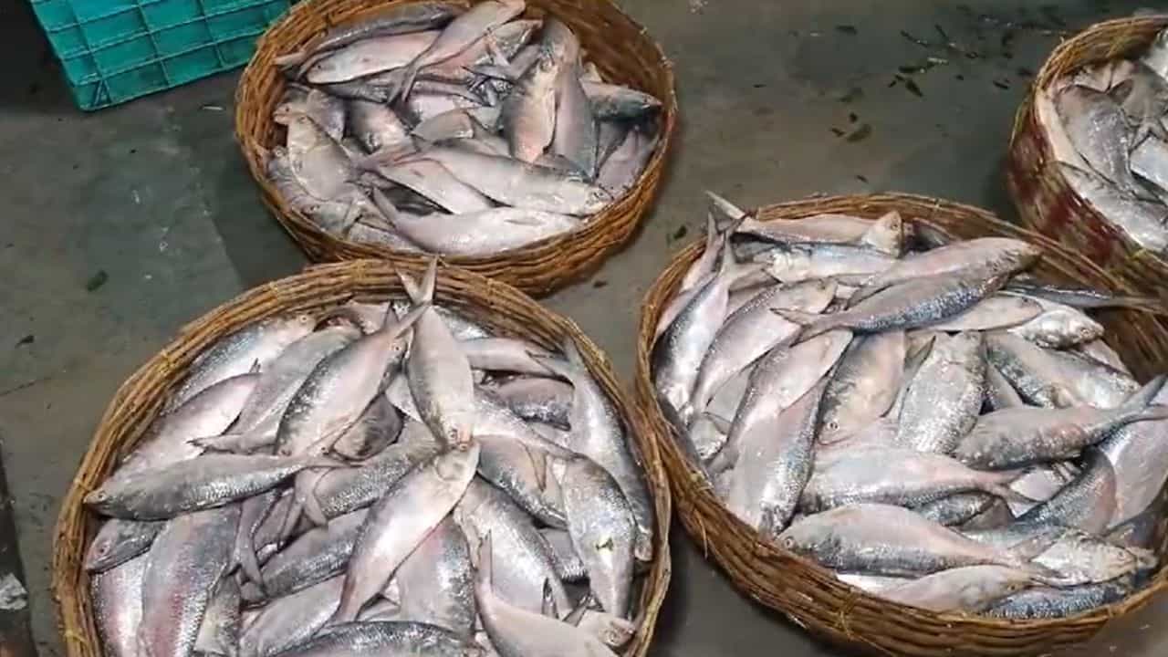 Ilish: বাংলাদেশ থেকে কি ইলিশ আসছে পুজোয়? চিঠির জবাব তো এখনও আসেনি Ilish: বাংলাদেশ থেকে কি ইলিশ আসছে পুজোয়? চিঠির জবাব তো এখনও আসেনি