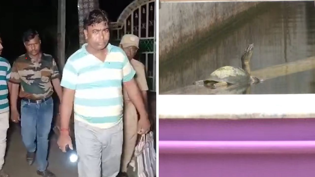 'আজব খেল' জামালের বাড়ির কচ্ছপের! বন দফতরের কর্মীদেরও চোখ কপালে 'আজব খেল' জামালের বাড়ির কচ্ছপের! বন দফতরের কর্মীদেরও চোখ কপালে