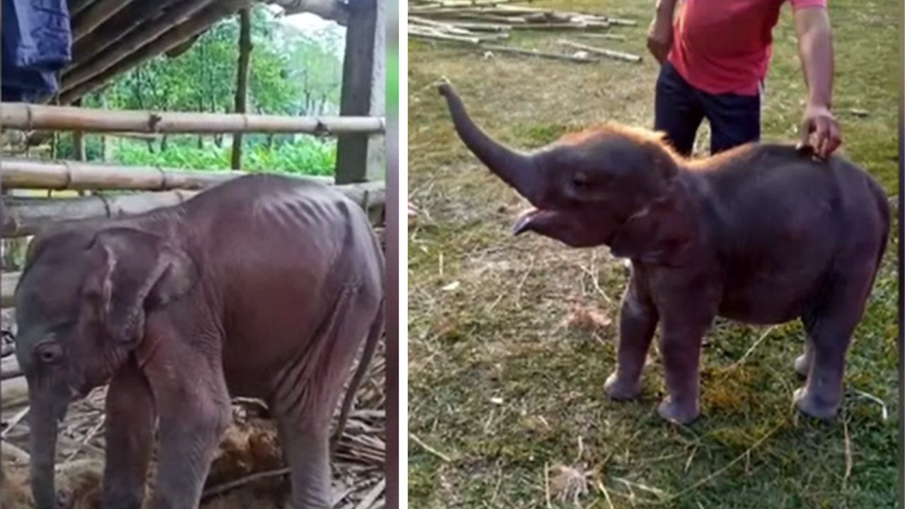 Elephant School: মাহুত একবার বীর বলে ডাকলেই দুলতে দুলতে এসে হাজির হয় সে...