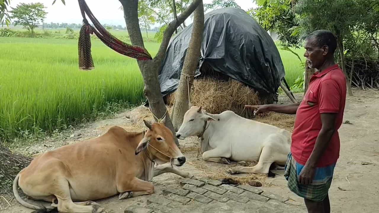 Balurghat: গরু নিয়ে পালাচ্ছিল, ধাওয়া দিতেই ঝাঁপ পুকুরে! এরপর যা ঘটল... Balurghat: গরু নিয়ে পালাচ্ছিল, ধাওয়া দিতেই ঝাঁপ পুকুরে! এরপর যা ঘটল...