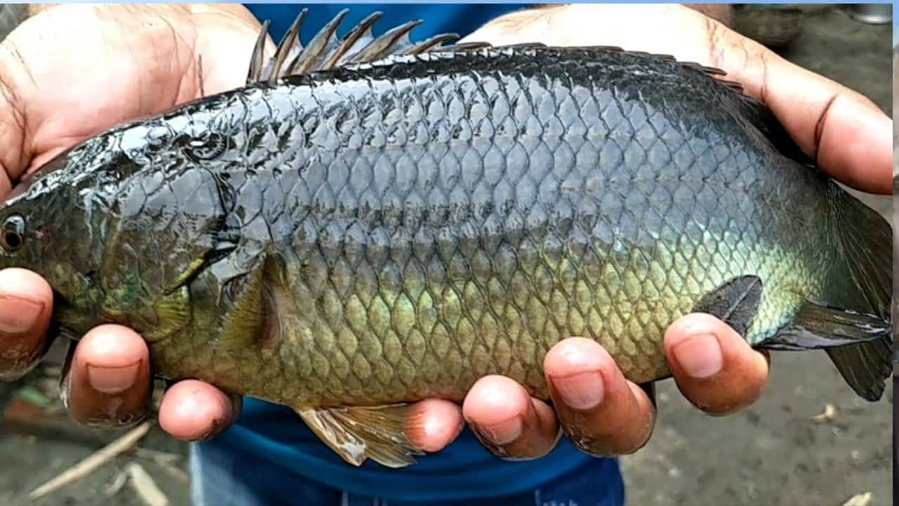Koi Fish: গলায় কই মাছ আটকে মৃত্যু যুবকের! কীভাবে? শুনলে চমকে যাবেন