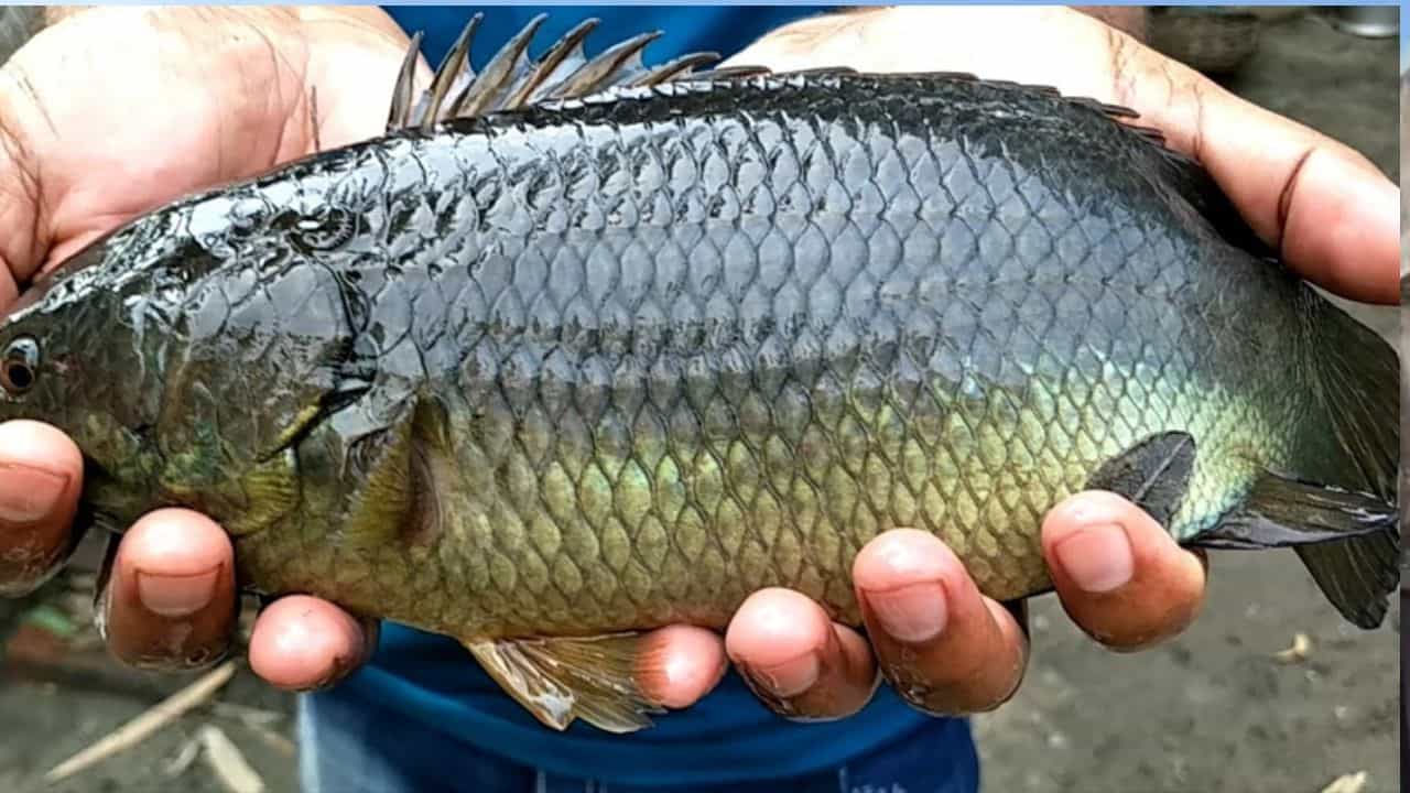 Koi Fish: গলায় কই মাছ আটকে মৃত্যু যুবকের! কীভাবে? শুনলে চমকে যাবেন Koi Fish: গলায় কই মাছ আটকে মৃত্যু যুবকের! কীভাবে? শুনলে চমকে যাবেন