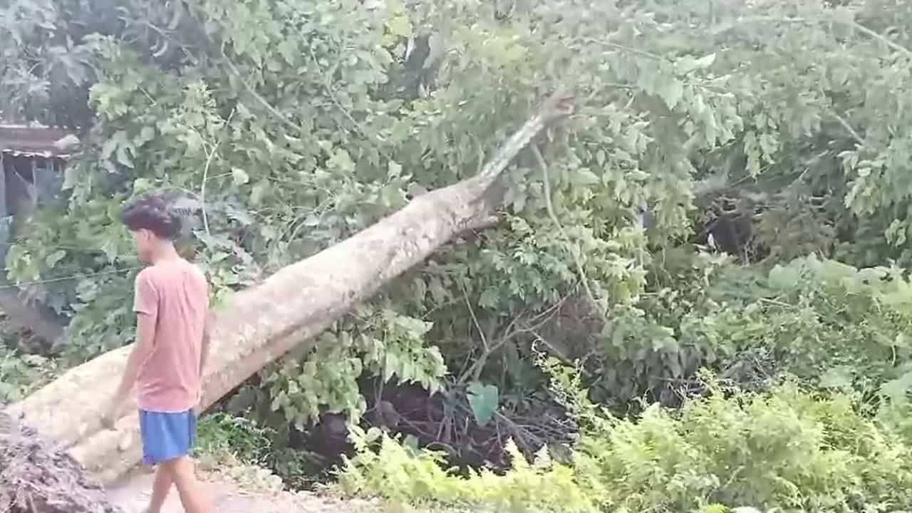 Jalpaiguri: ফের দমকা হাওয়ার দাপট জলপাইগুড়িতে, পড়ল গাছ, ছিঁড়ল বিদ্যুতের তার Jalpaiguri: ফের দমকা হাওয়ার দাপট জলপাইগুড়িতে, পড়ল গাছ, ছিঁড়ল বিদ্যুতের তার
