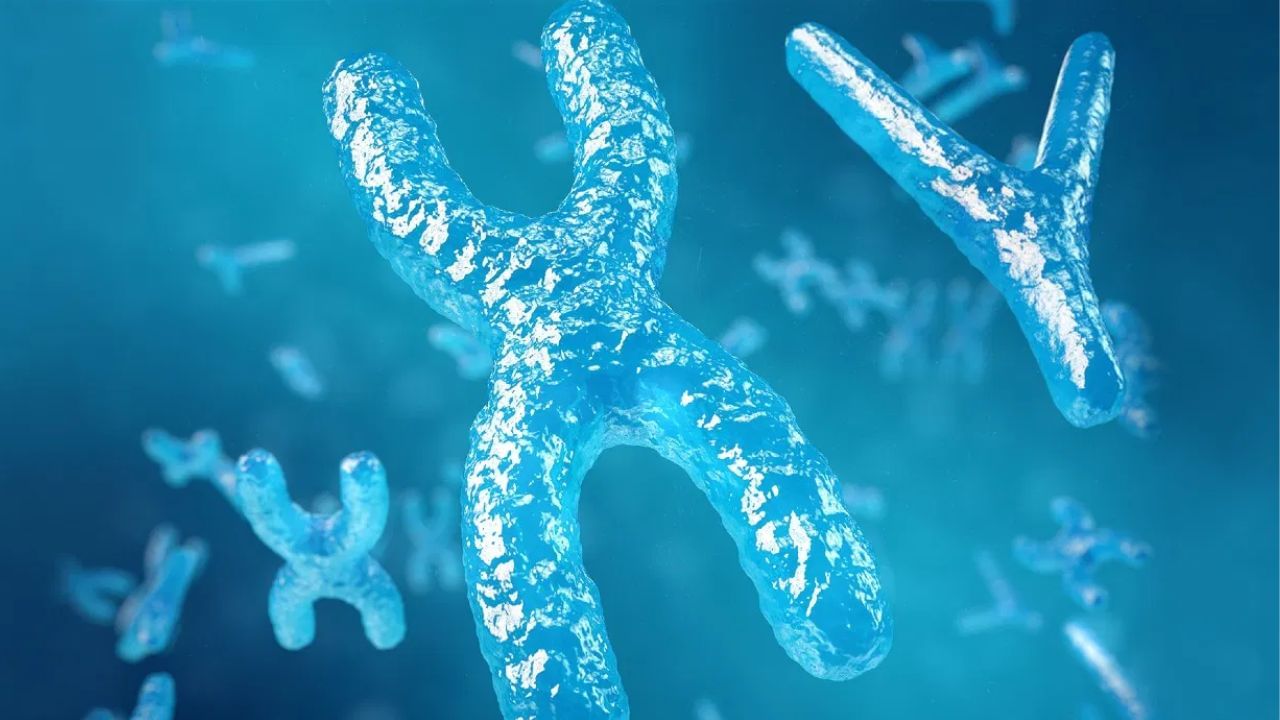 Y chromosome: পৃথিবী কি পুরুষ-শূন্য হয়ে যাবে? আশঙ্কার কথা শোনাল গবেষণা