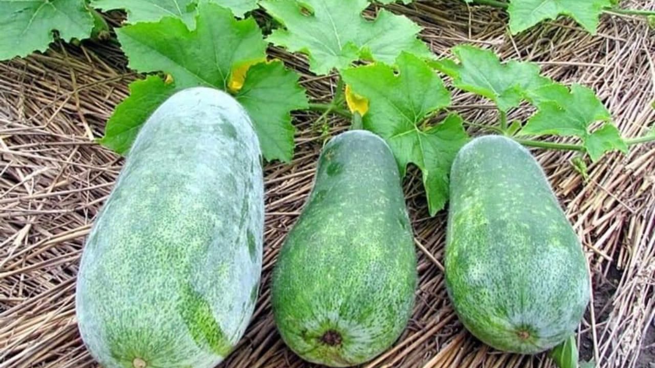 Ash Gourd: সস্তার এই সবজি খেলেই গায়েব হবে আলসার থেকে অ্যাসিডিটি!