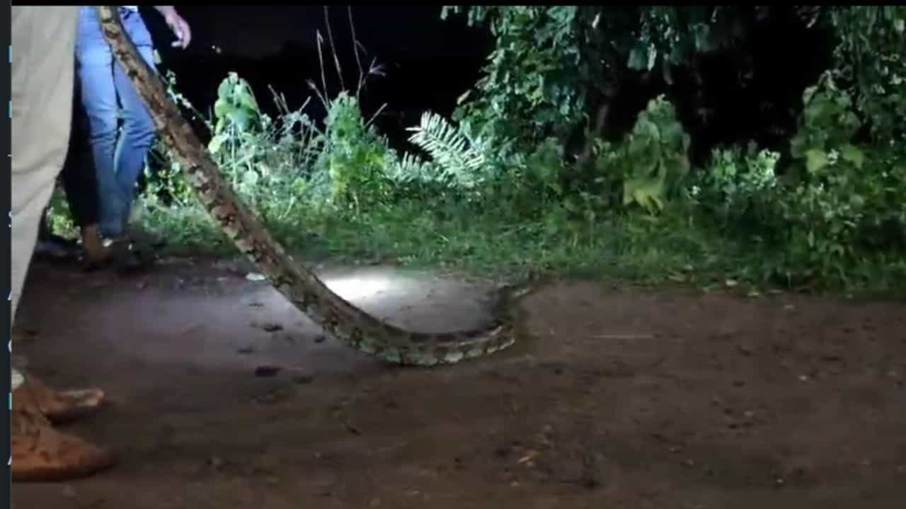Birbhum: দুবরাজপুরে উদ্ধার অজগর সাপ Birbhum: দুবরাজপুরে উদ্ধার অজগর সাপ