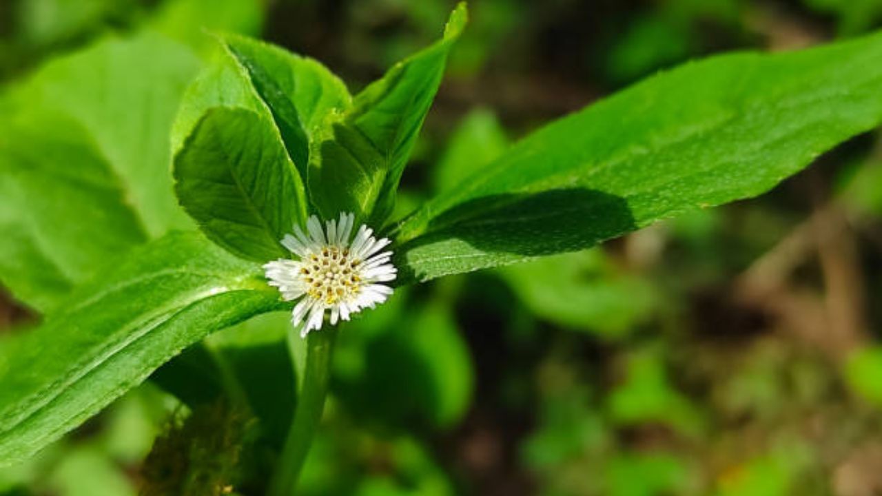 চুলের যত্নে দুর্দান্ত কাজ করে ভৃঙ্গরাজ। চুলের যত্নে ভৃঙ্গরাজের তেল ব্যবহার করতে পারেন। স্ক্যাল্পে ভৃঙ্গরাজ তেল মালিশ করলে রক্ত সঞ্চালন উন্নত হয়। এর জেরে চুল পড়ার সমস্যা সহজেই এড়ানো যায়।