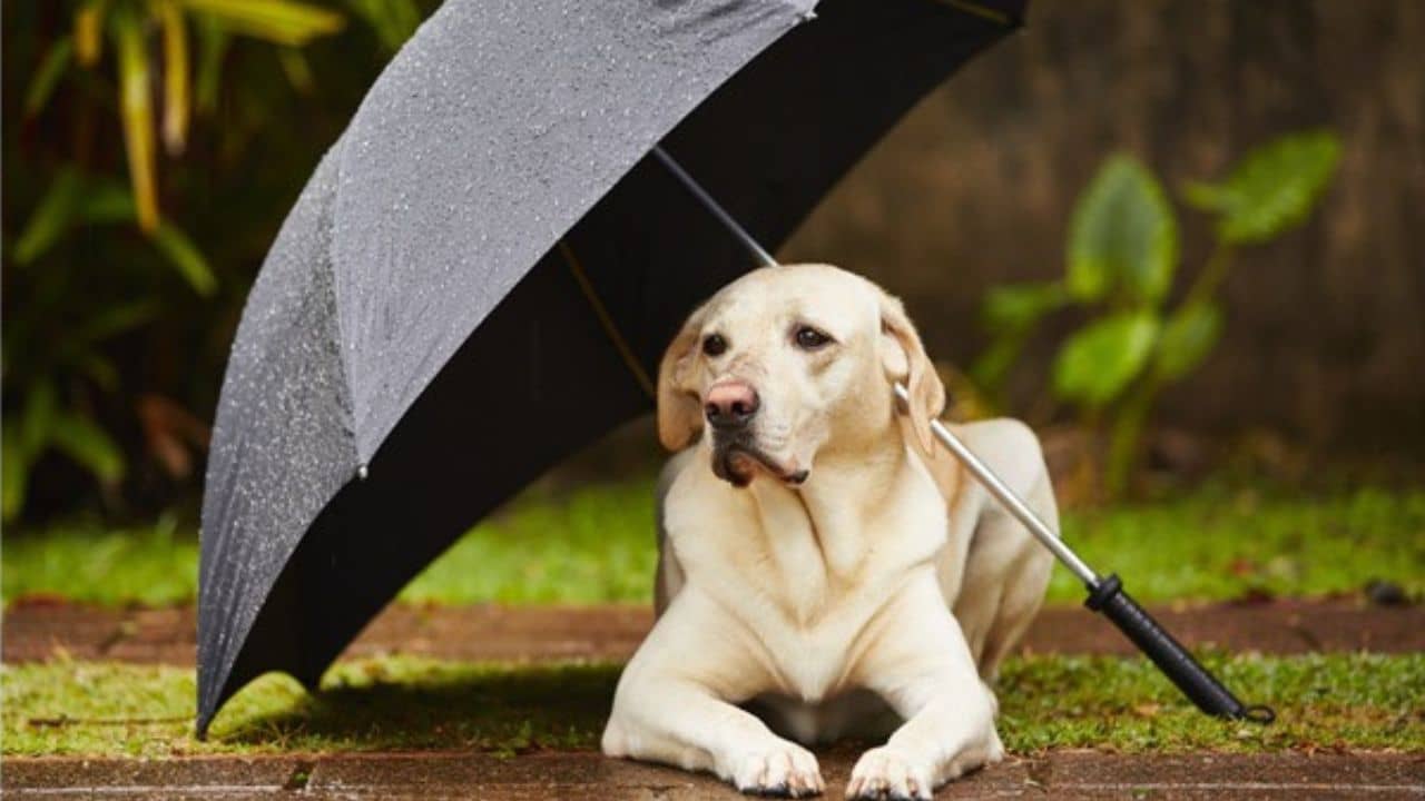 Pet Care Tips: বর্ষায় পোষ্যকে নিয়ে ঘুরতে যাচ্ছেন! কোন কোন জিনিস মাথায় রাখা জরুরী?