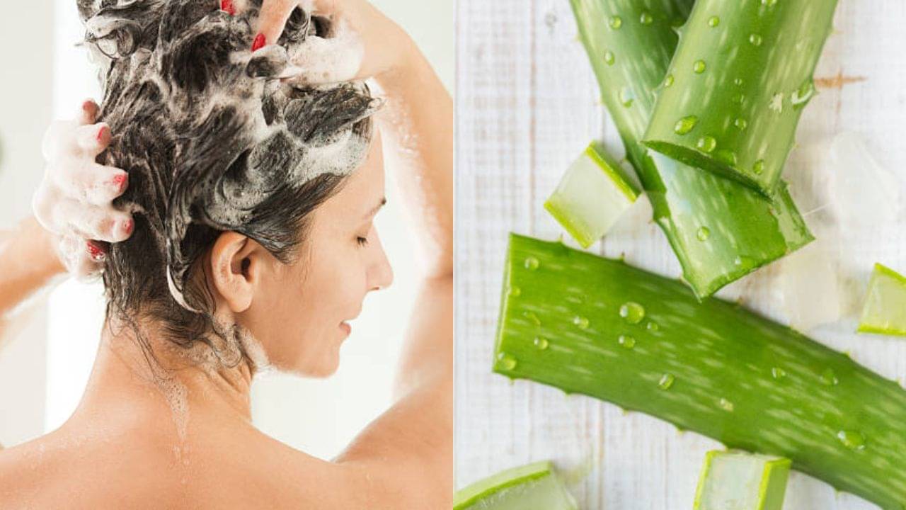 Aloe Vera Shampoo: অ্যালোভেরার গুণে বন্ধ করুন চুল পড়া, পয়সা বাঁচিয়ে বানিয়ে ফেলুন ভেষজ শ্যাম্পু