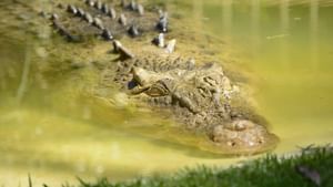 Henry Crocodile: ৬ প্রেমিকা, ১০ হাজার সন্তান! ১২৩ বছরের মানুষখেকো হেনরিকে চেনেন?