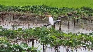 Bankura: নিম্নচাপের জেরে রাতভর প্রবল বৃষ্টি, ডুবল একের পর এক সেতু, যোগাযোগ বন্ধের পথে একাধিক গ্রাম