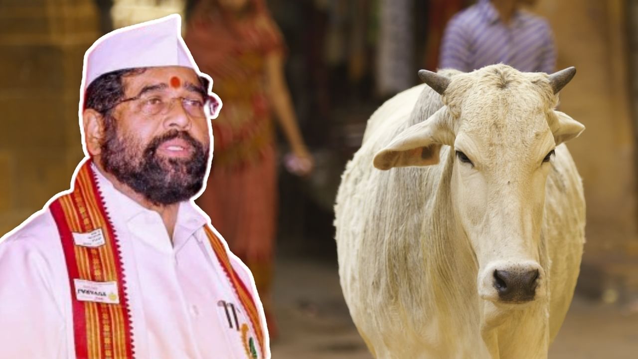 Maharashtra Cows: 'রাজ্যমাতা' দেশি গরু! ভোটের আগে বড় সিদ্ধান্ত শিন্ডে সরকারের