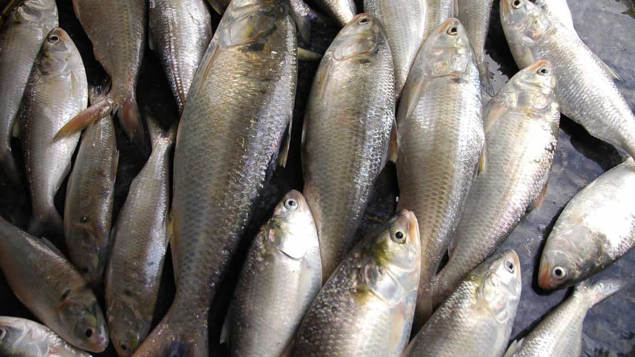 Bangladesh Hilsa: ২৪ ঘণ্টার মধ্যে হাওড়া, শিয়ালদহে পৌঁছে যাচ্ছে ২৪২০ মেট্রিক টন পদ্মার ইলিশ, কত হবে দাম Bangladesh Hilsa: ২৪ ঘণ্টার মধ্যে হাওড়া, শিয়ালদহে পৌঁছে যাচ্ছে ২৪২০ মেট্রিক টন পদ্মার ইলিশ, কত হবে দাম