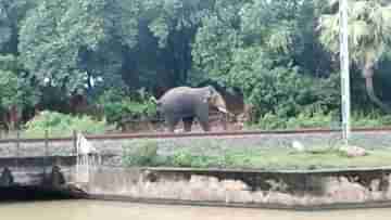 Bankura: প্লাবিত এলাকায় এবার হাতির হানা, কঠিন পরীক্ষায় গ্রামের লোকেরা