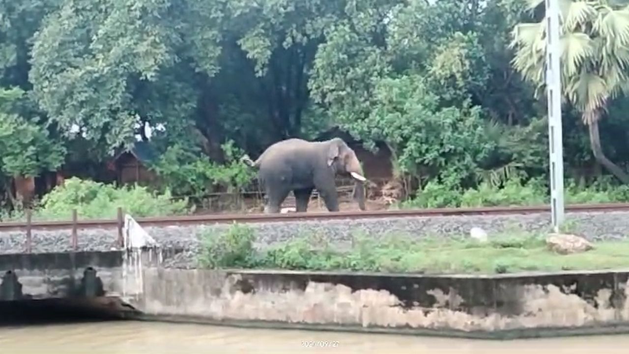 Bankura: প্লাবিত এলাকায় এবার হাতির হানা, কঠিন পরীক্ষায় গ্রামের লোকেরা