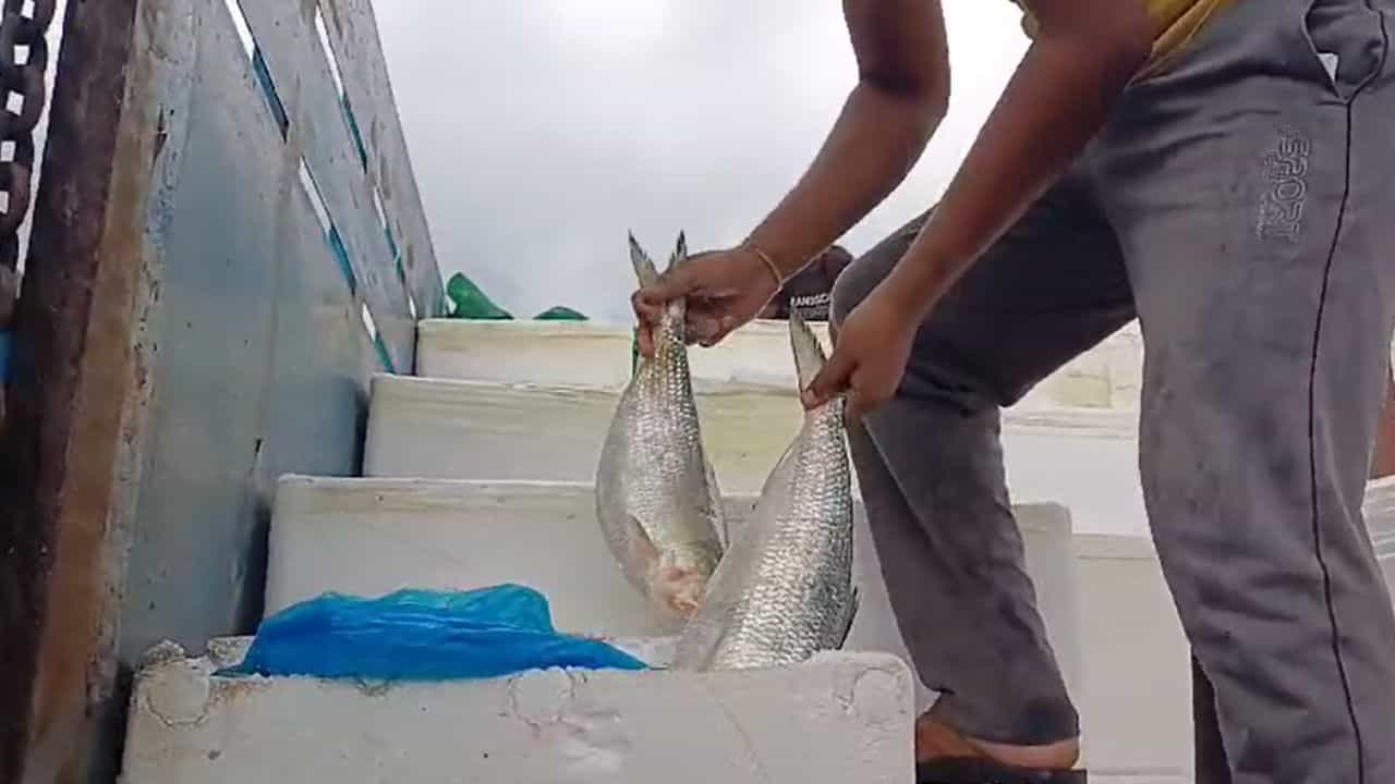 Bangladesh Hilsa: বাংলাদেশের ইলিশ ঢুকল বাংলায়, আগামিকাল থেকেই মিলবে বাজারে, জেনে নিন দামও... Bangladesh Hilsa: বাংলাদেশের ইলিশ ঢুকল বাংলায়, আগামিকাল থেকেই মিলবে বাজারে, জেনে নিন দামও...
