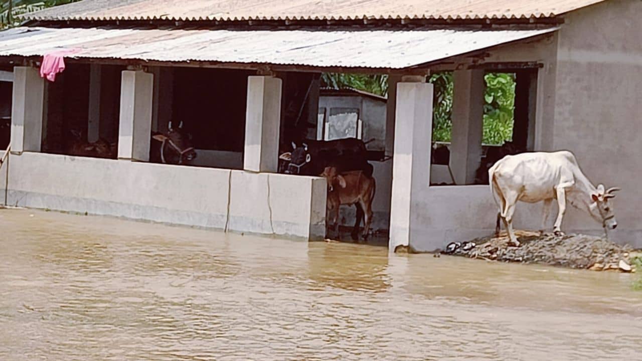 Pashkura: গরু-বাছুর নিয়ে অথৈ জলে গ্রামের মানুষ, ছেড়েও যে যাওয়া যায় না...