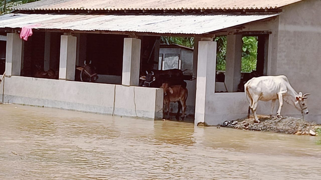 Pashkura: গরু-বাছুর নিয়ে অথৈ জলে গ্রামের মানুষ, ছেড়েও যে যাওয়া যায় না...