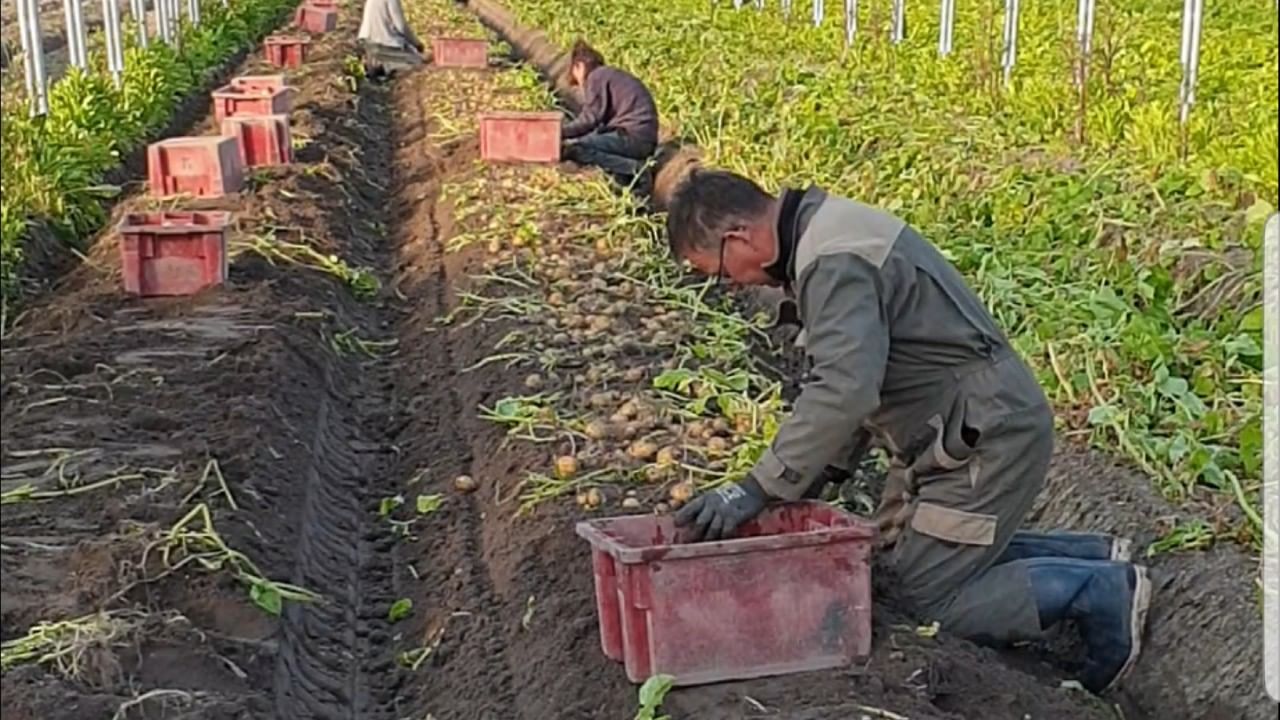 এই বিরল প্রজাতির আলুটি এর অনন্য চাষের পদ্ধতি এবং ব্যতিক্রমী স্বাদের জন্য পরিচিত। ওই ফরাসী দ্বীপের মাত্র ৫০ বর্গ মিটার বালুকাময় মাটিতে জন্মায় এই আলু। এর চাষে, শেওলা এবং সামুদ্রিক গাছপালাকে প্রাকৃতিক সার হিসেবে ব্যবহার করা হয়। ফলে, লবণ, লেবু এবং হালকা আখরোট মিলিয়ে এক অদ্ভুত স্বাদ হয় এই আলুর।