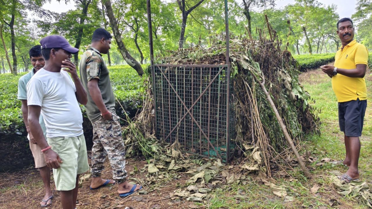 Dhupguri: খাঁচা ভেঙেই পালাল চিতাবাঘ, গ্রাম জুড়ে আতঙ্ক