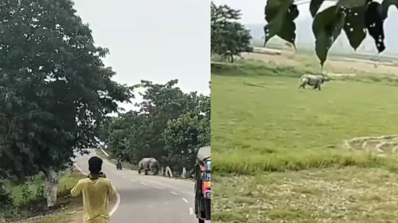 VIDEO: সামনে 'মৃত্যদূত', বাইক থেকে নেমে দৌড় যুবকের, পেরে উঠলেন না গন্ডারের শক্তির কাছে VIDEO: সামনে 'মৃত্যদূত', বাইক থেকে নেমে দৌড় যুবকের, পেরে উঠলেন না গন্ডারের শক্তির কাছে
