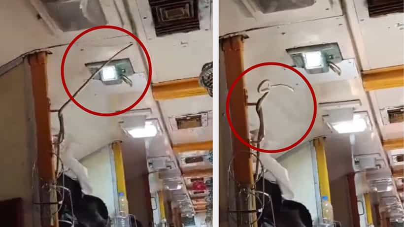 VIDEO: AC থেকে সরু সুতোর মতো বেরিয়েছিল, টান মারতেই ফোঁস! চলন্ত ট্রেনে সাপ দেখে কী করল দেখুন
