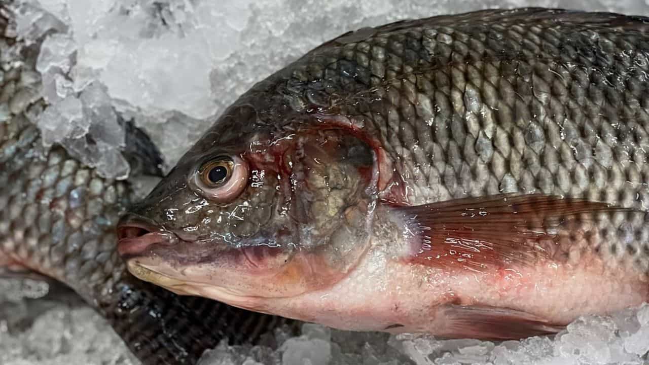 Tilapia: তেলাপিয়া মারতে উঠে পড়ে লেগেছে একটা রাষ্ট্র! দিচ্ছে দ্বিগুণ দাম, কেসটা কী? Tilapia: তেলাপিয়া মারতে উঠে পড়ে লেগেছে একটা রাষ্ট্র! দিচ্ছে দ্বিগুণ দাম, কেসটা কী?