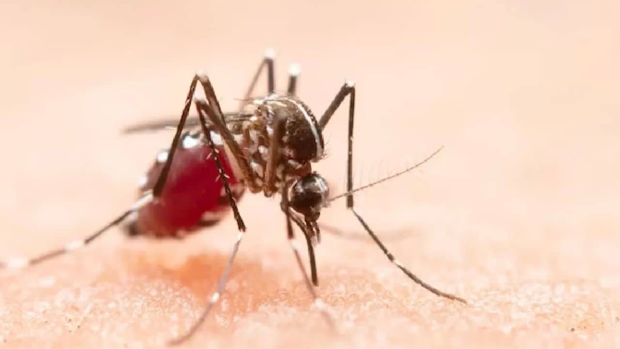 Boy dies of suspected dengue fever: ডেঙ্গি আক্রান্ত নাবালকের মৃত্য, হাসপাতালের বিরুদ্ধে বিস্ফোরক অভিযোগ পরিবারের