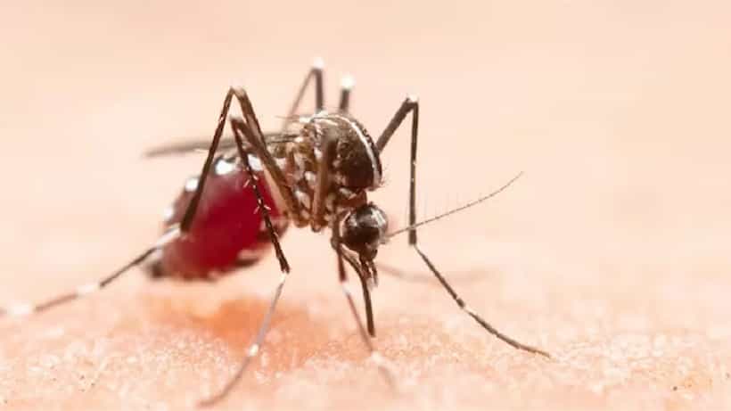 Dengue: বিধাননগরে ডেঙ্গি আক্রান্ত হয়ে মৃত্যু বৃদ্ধার