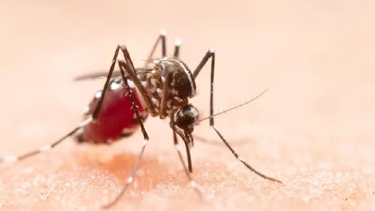 Boy dies of suspected dengue fever: ডেঙ্গি আক্রান্ত নাবালকের মৃত্য, হাসপাতালের বিরুদ্ধে বিস্ফোরক অভিযোগ পরিবারের