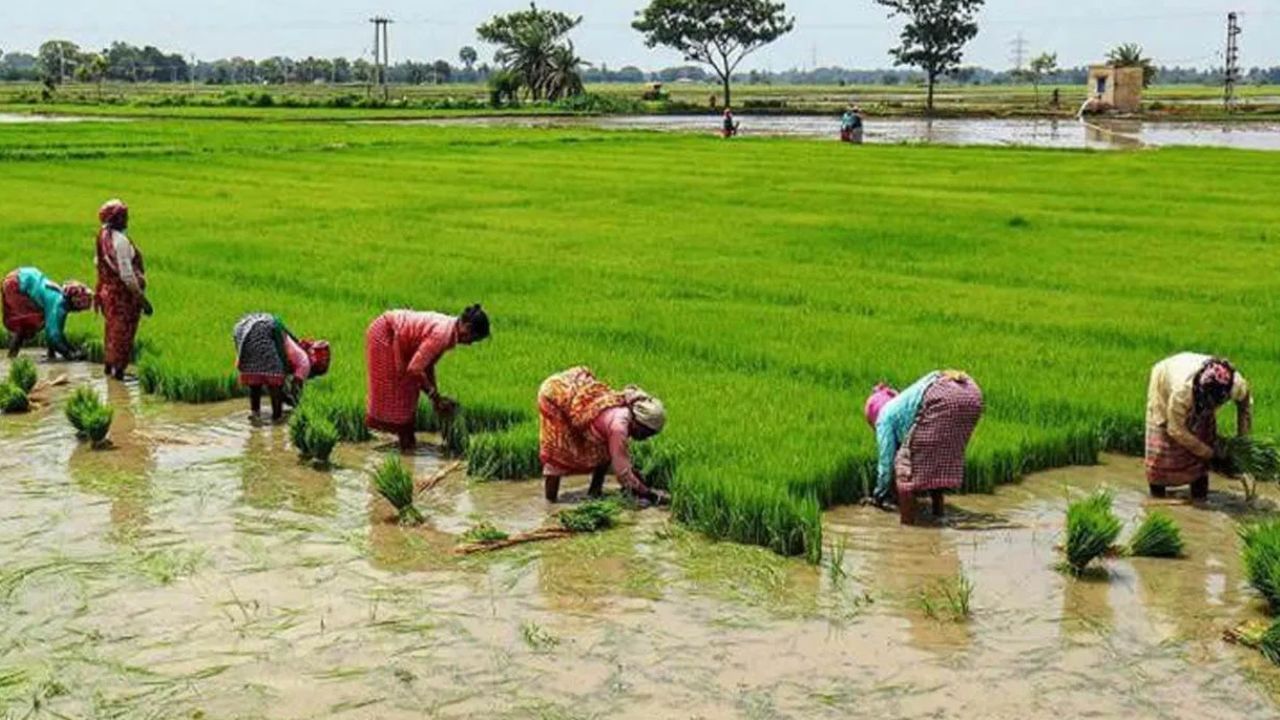 Digital agriculture mission: কৃষকদের আয় বাড়াতে ৭ বড় সিদ্ধান্ত কেন্দ্রের