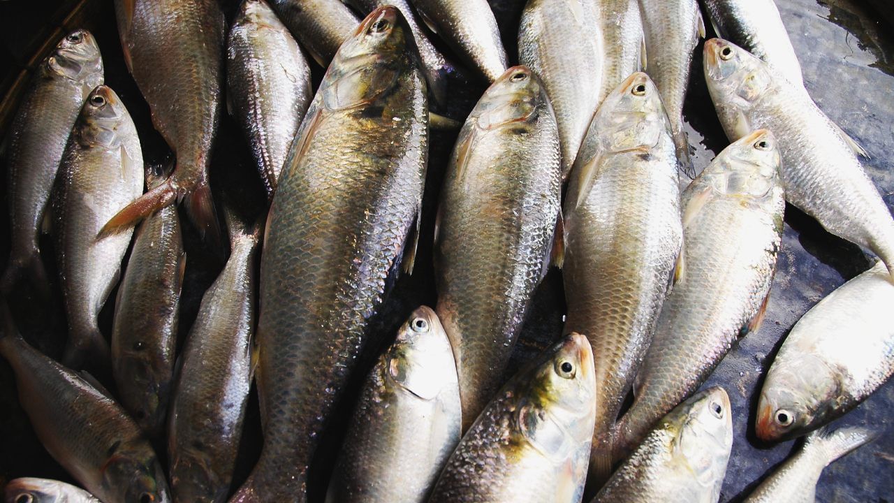 Bangladesh Hilsa: হতাশ করল সাইজ, চমকে দিচ্ছে দাম, অবশেষে এপারে এল বাংলাদেশি ইলিশ