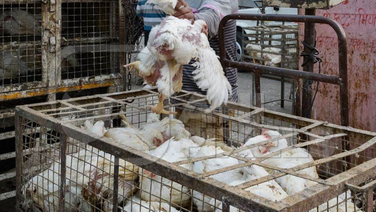 Bird Flu: ডিম-মুরগি আমদানি আটকাতে রাতের অন্ধকারে নাকা চেকিং করছে পুলিশ, কেন এমন তৎপরতা Bird Flu: ডিম-মুরগি আমদানি আটকাতে রাতের অন্ধকারে নাকা চেকিং করছে পুলিশ, কেন এমন তৎপরতা