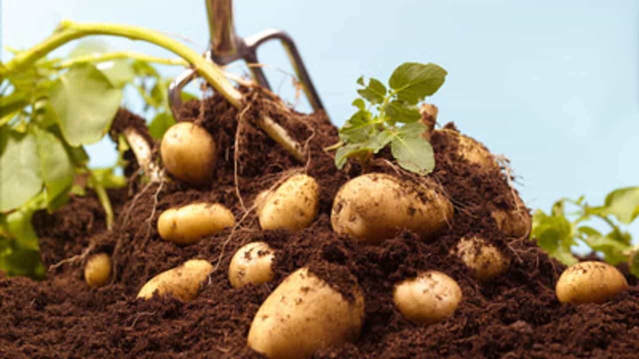 Potato Benefits: মোটা হওয়ার ভয়ে আলু ছেড়ে দেবেন ভাবছেন? প্রেশারের কথা ভেবে এই সবজি রোজ খান Potato Benefits: মোটা হওয়ার ভয়ে আলু ছেড়ে দেবেন ভাবছেন? প্রেশারের কথা ভেবে এই সবজি রোজ খান