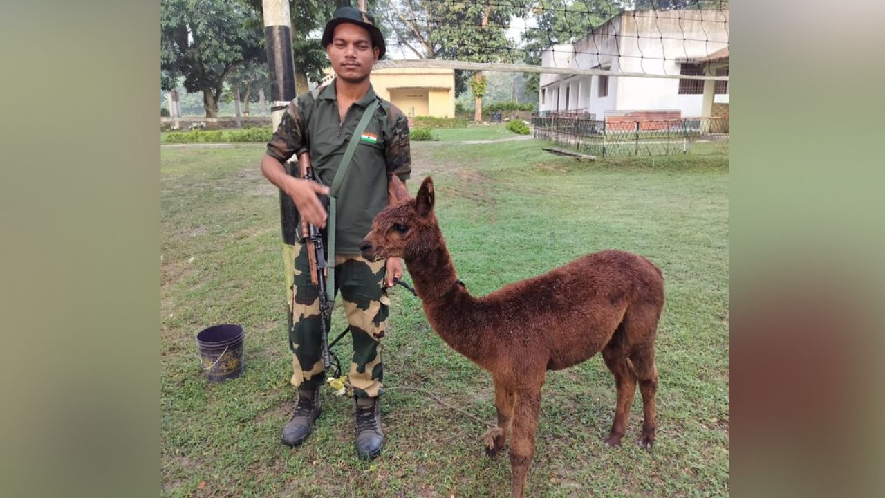 BSF rescued alpaca: কাঁটাতারের বেড়ায় মই লাগিয়ে কী পাচারের চেষ্টা? পড়ল ধরা বিএসএফের তৎপরতায়