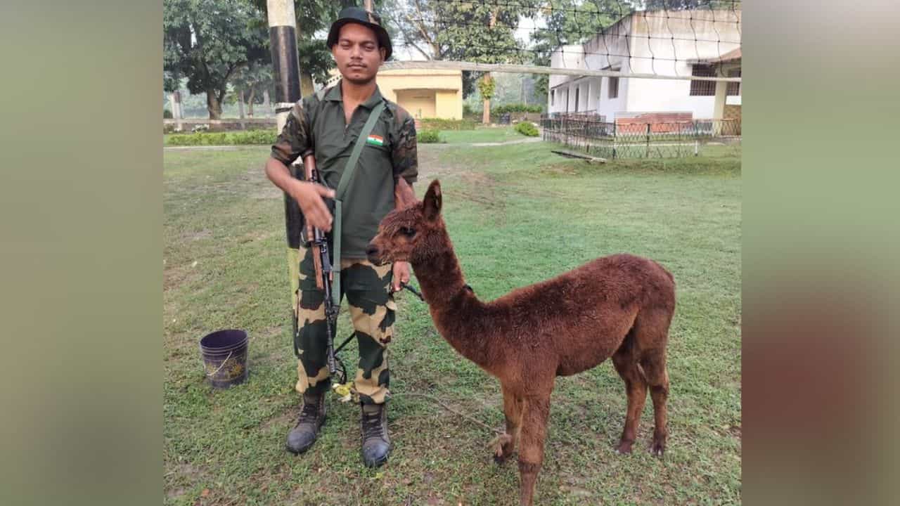 BSF rescued alpaca: কাঁটাতারের বেড়ায় মই লাগিয়ে কী পাচারের চেষ্টা? পড়ল ধরা বিএসএফের তৎপরতায় BSF rescued alpaca: কাঁটাতারের বেড়ায় মই লাগিয়ে কী পাচারের চেষ্টা? পড়ল ধরা বিএসএফের তৎপরতায়