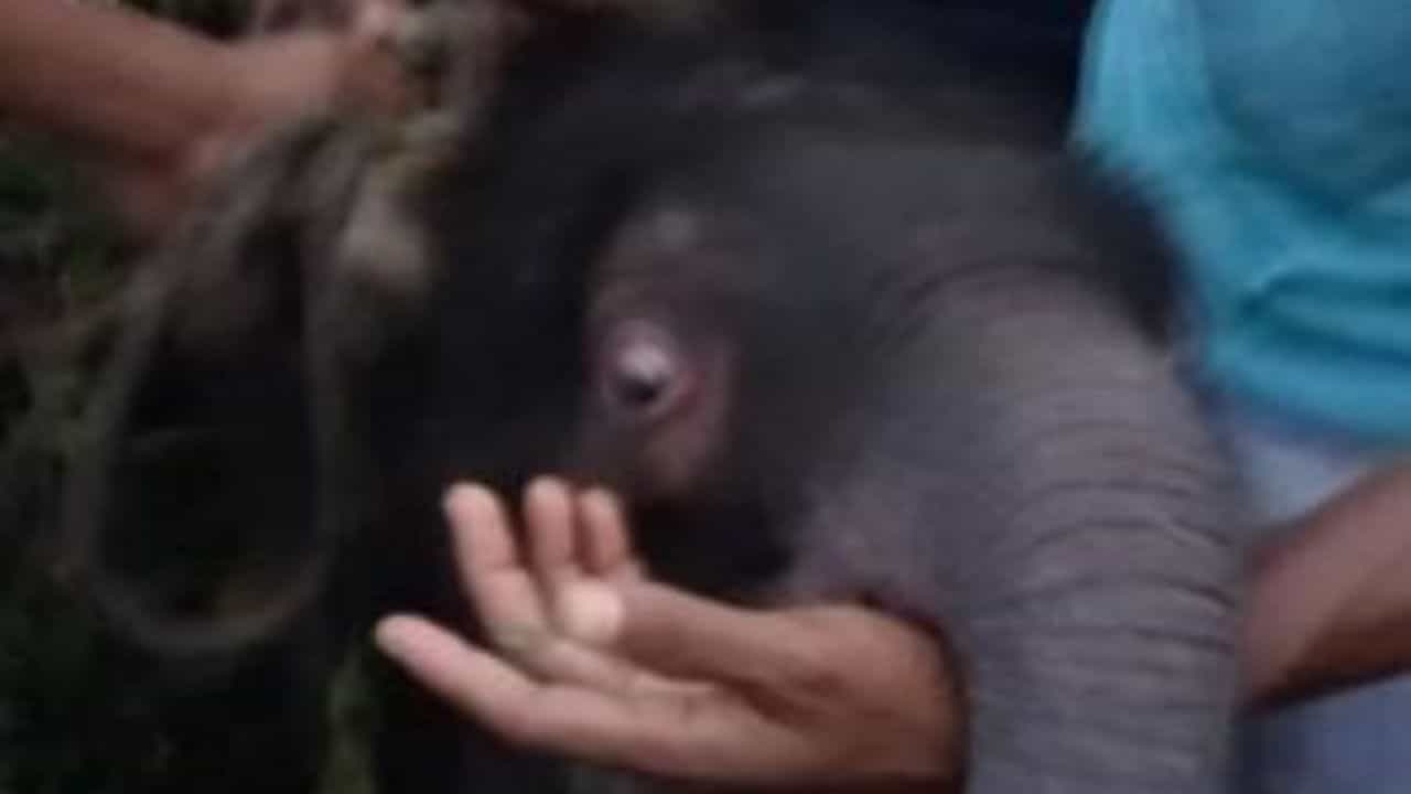 Jalpaiguri: নদীতে ভেসে এল হস্তিশাবক, বাসিন্দাদের তৎপরতায় বাঁচল প্রাণ Jalpaiguri: নদীতে ভেসে এল হস্তিশাবক, বাসিন্দাদের তৎপরতায় বাঁচল প্রাণ