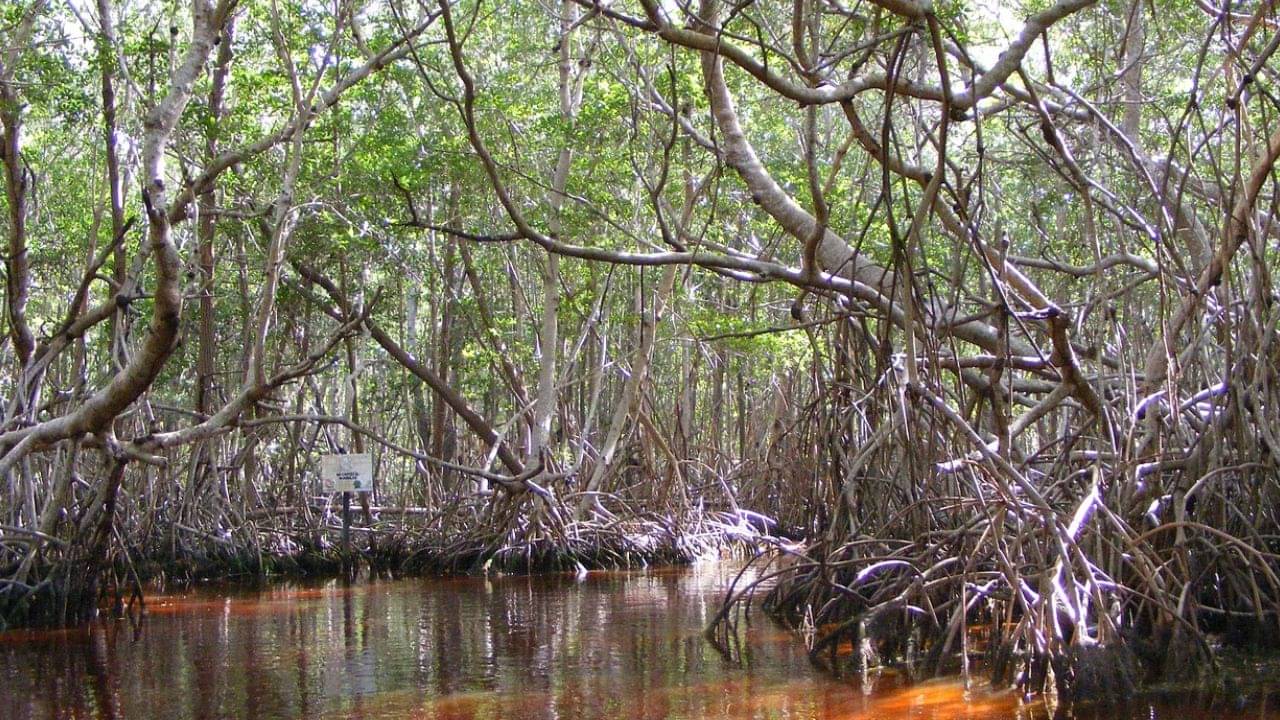 Cyclone Dana: ম্যানগ্রোভ অরণ্য ছিল বলেই রক্ষে! দানার ঝাপটা পৌঁছল না জনবসতিতে