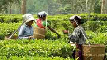 Tea Workers Bonus: বনধে বেড়েছে চাপ, চা শ্রমিকদের বোনাস নিয়ে বড় আবেদন সরকারের